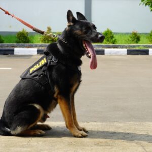 5 Anabul Andalan Pengungkap Kejahatan, dari Kasus Narkoba Hingga Lacak DPO