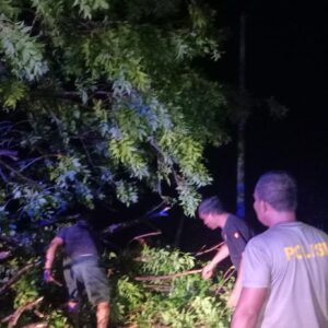Quick Response, Polsek Kayangan Gandeng Damkar Evakuasi Pohon Tumbang