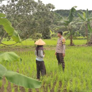 Bhabinkamtibmas Desa Kadindi Barat Dukung Ketahanan Pangan Nasional di Dusun Bukit Mente