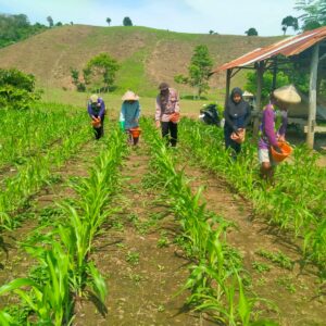 Polisi Penggerak Ketahanan Pangan Polres Sumbawa Barat Dampingi Pemupukan Jagung, Petani Optimis Hasil Panen Meningkat