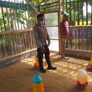 Peternak Ayam Super di Lombok Barat Panen Rutin, Bhabinkamtibmas Dukung Penuh