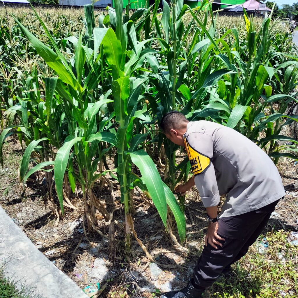 Bhabinkamtibmas Dorong Petani Labuapi Optimalkan Lahan Kosong