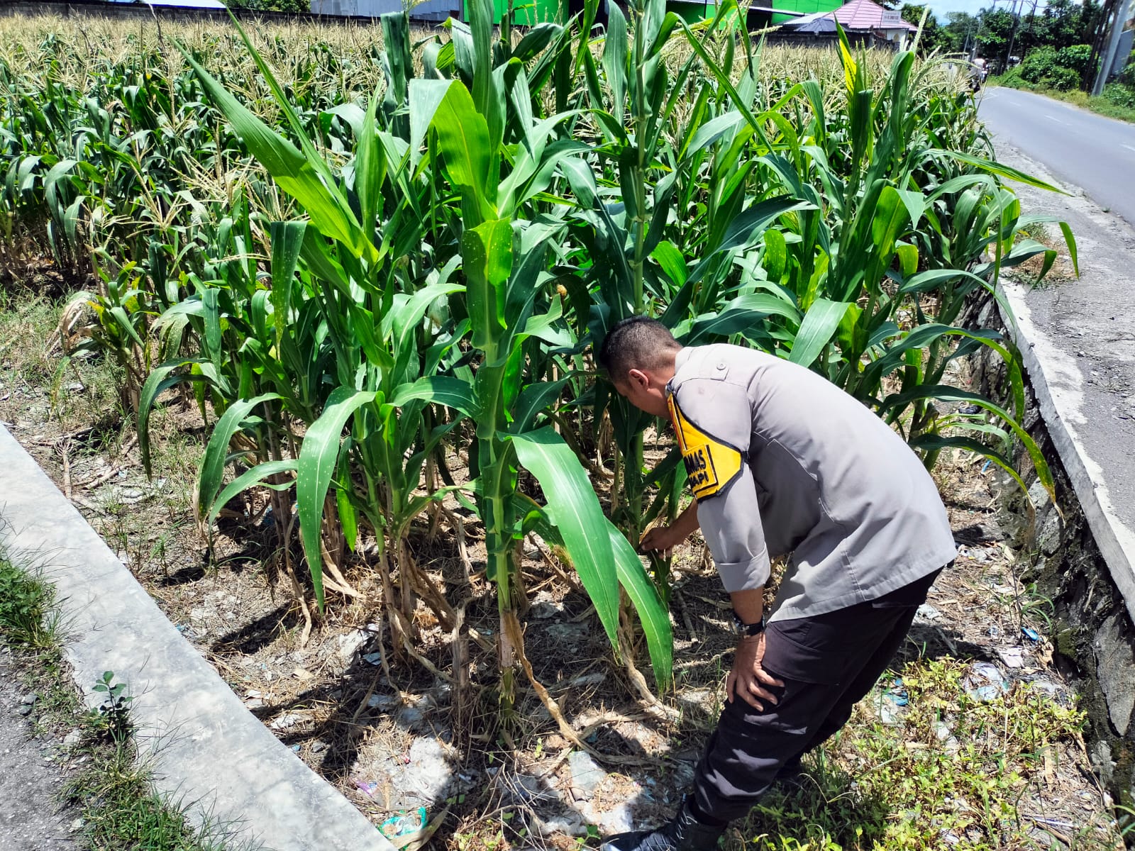 Bhabinkamtibmas Labuapi Dampingi Petani, Optimalkan Lahan Kosong untuk Ketahanan Pangan Nasional