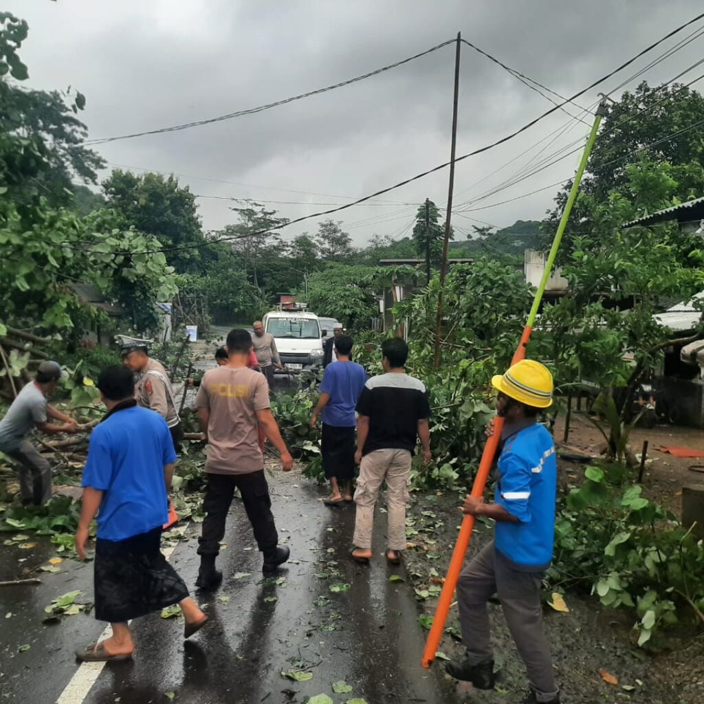 Sekotong Lumpuh Sementara Akibat Pohon Tumbang, Ini Kata Kapolsek!