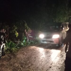 Pohon Tumbang di Teluk Nara, Polsek Pemenang Tangani Insiden Dengan Cepat.