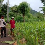 Polsek Kempo Pantau Pengolahan Lahan Pertanian untuk Dukung Ketahanan Pangan