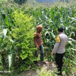 Polsek Hu’u dampingi petani dalam optimalisasi lahan pertanian untuk mendukung ketahanan pangan nasional