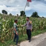 Bhabinkamtibmas Nanga Tumpu dampingi petani, dukung program ketahanan pangan nasional