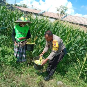 Bhabinkamtibmas Labuapi Dampingi Petani Dusun Jogot, Dukung Swasembada Pangan