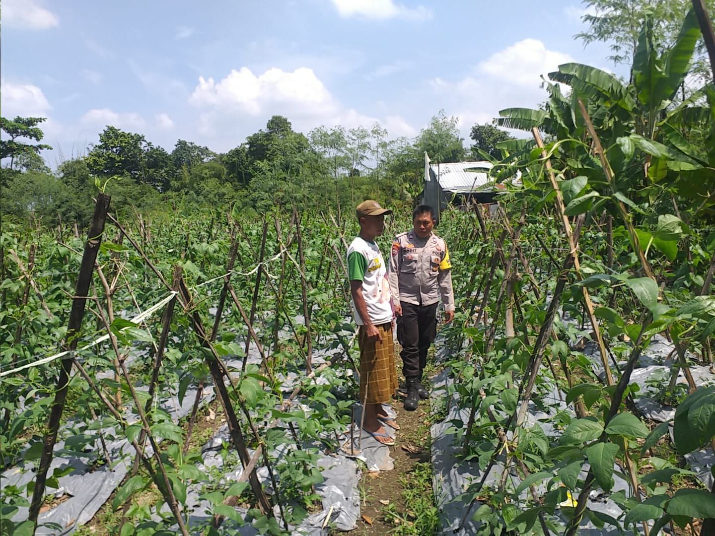 Bhabinkamtibmas Jagaraga Dorong Warga Tanam Sayur di Pekarangan Rumah