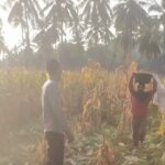 Polri Hadir untuk Petani! Bhabinkamtibmas Sekotong Dukung Produktivitas Pertanian