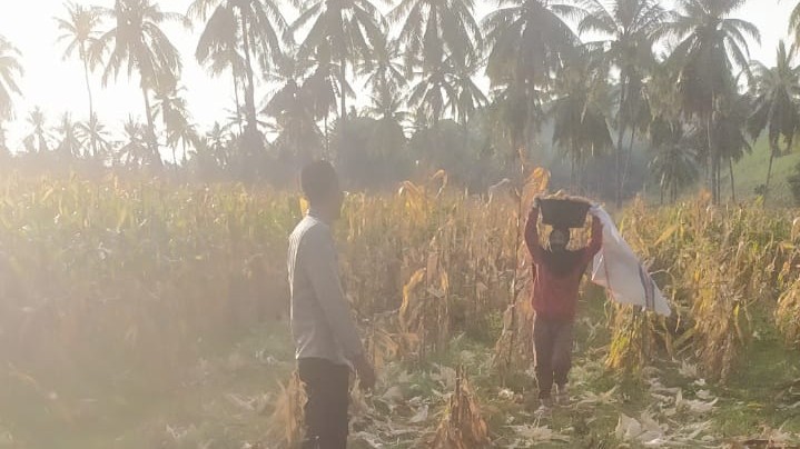 Bhabinkamtibmas Sekotong Dukung Petani Jagung, Begini Aksinya!