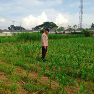 Bersama Petani, Polsek Labuapi Tinjau Perkembangan Jagung di Karang Bongkot