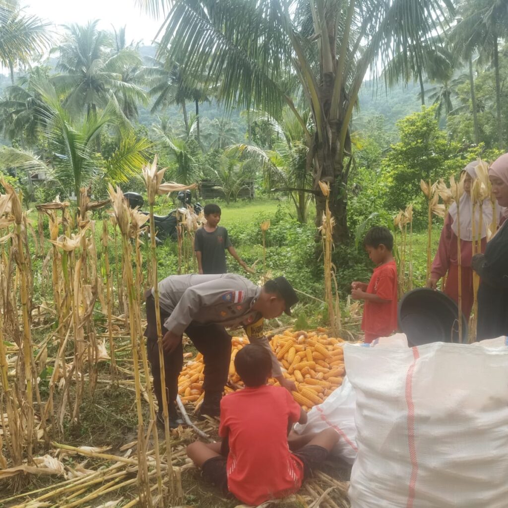 Sinergi Polri dan Petani: Bhabinkamtibmas Kawal Panen Jagung di Lombok Barat