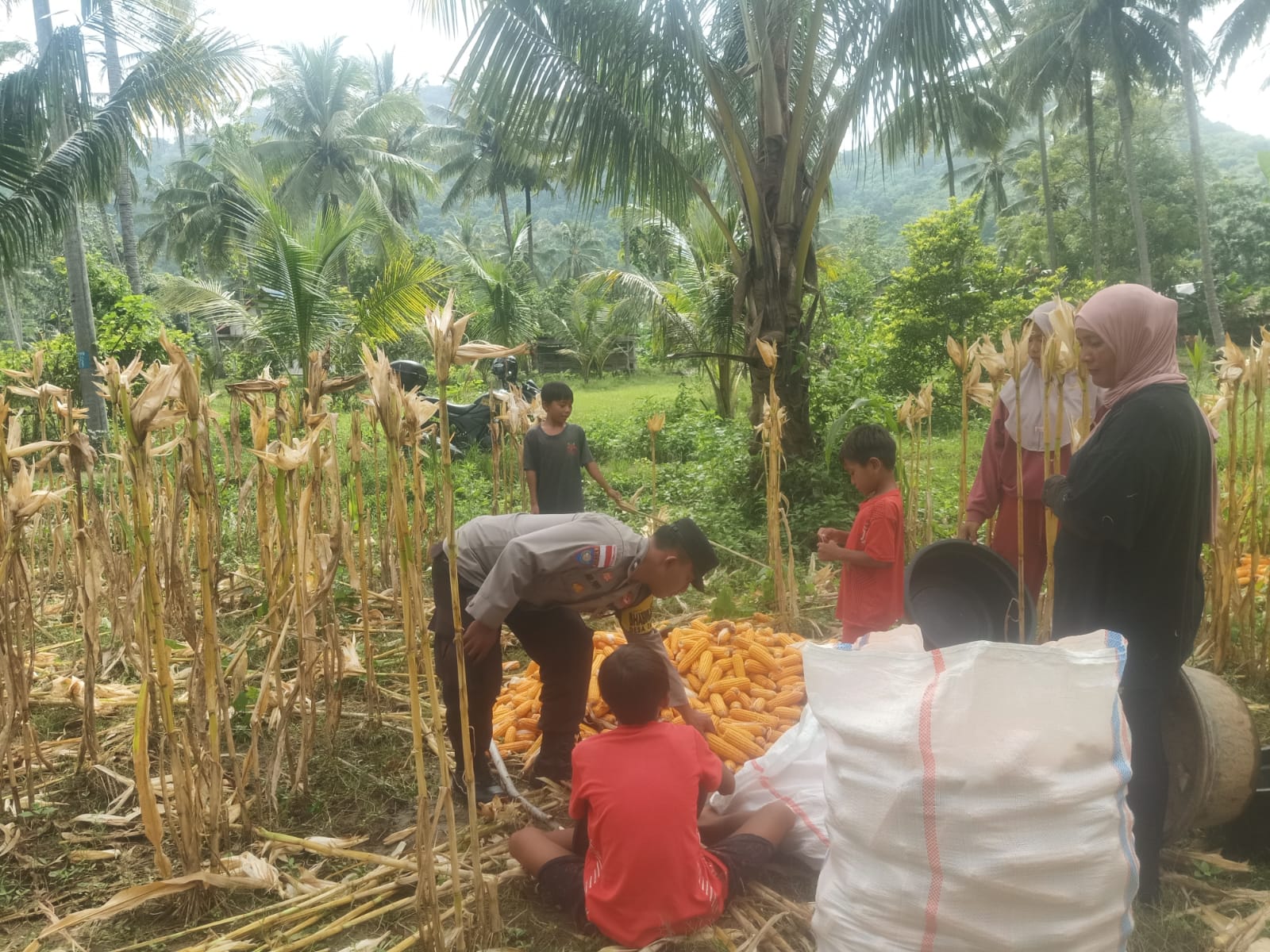 Sinergi Polri dan Petani: Bhabinkamtibmas Kawal Panen Jagung di Lombok Barat