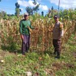 Dukung Ketahanan Pangan, Bhabinkamtibmas Doromelo Pantau Lahan Jagung