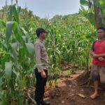 Bhabinkamtibmas Sambangi Petani Jagung, Ajak Dukung Ketahanan Pangan Nasional