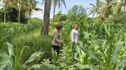 Polsek Gangga Bersama PPL Desa Rempek Laksanakan Pengecekan Lahan Pertanian Tumpang Sari