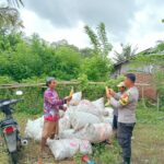 Bhabinkamtibmas Desa Kadindi Pantau Panen Raya Jagung, Dukung Ketahanan Pangan Nasional