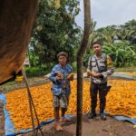 Dukung Ketahanan Pangan, Bhabinkamtibmas Desa Mantar Monitoring Panen Jagung di Desa Binaanya