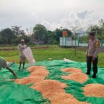 Bhabinkamtibmas Polsek Hu’u Pantau Panen Raya Jagung di Desa Cempi Jaya