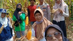 Dukung Ketahanan Pangan, Bhabinkamtibmas Desa Goa Lakukan Pendampingan Panen Jagung