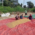 Bhabinkamtibmas Desa Doropeti Dampingi Panen Raya Jagung dalam Program Ketahanan Pangan Nasional