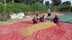 Bhabinkamtibmas Desa Doropeti Dampingi Panen Raya Jagung dalam Program Ketahanan Pangan Nasional