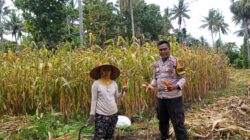 Dukung Ketahanan Pangan, Bhabinkamtibmas Desa Senayan Lakukan Pendampingan Panen Jagung