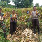 Bhabinkamtibmas Kelurahan Rite Laksanakan Pengecekan Panen Jagung Warga Binaan