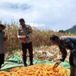 Bhabinkamtibmas Desa Mujahidin Dampingi Warga Saat Panen Jagung