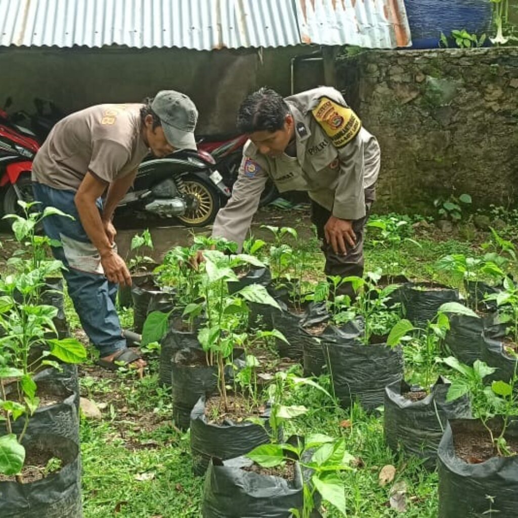 Pekarangan Bergizi Dorong Kesejahteraan Warga Batulayar
