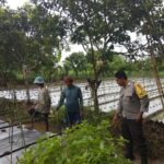 Ketahanan Pangan di Kediri: Peran Aktif Polri Bersama Petani Lokal