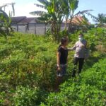 Polsek Kuripan Edukasi Petani Soal Ketahanan Pangan Desa