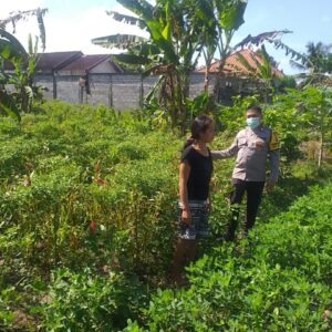Polsek Kuripan Edukasi Petani Soal Ketahanan Pangan Desa