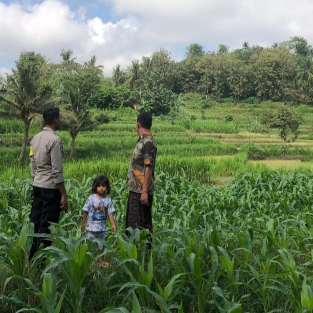 Bhabinkamtibmas Mareje Dukung Petani Jagung di Lembar