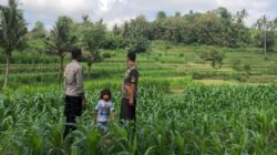 Bhabinkamtibmas Mareje Dukung Petani Jagung di Lembar