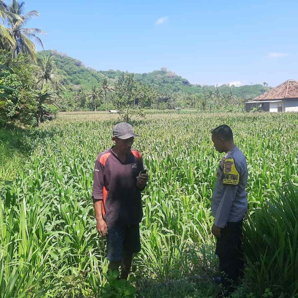 Dukung Swasembada, Polri Sapa Petani Jagung Sekotong Timur