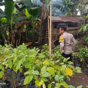 Sinergi Polri dan Pemuda Dorong Swasembada Pangan di Kuripan
