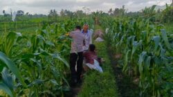 Kuripan Utara Siapkan Pola Tanam Adaptif di Musim Tak Menentu