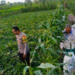 Motivasi Petani Kuripan: Polri Dorong Ketahanan Pangan dari Tingkat Desa
