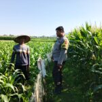 Peran Polri Dukung Petani Jagung di Jelateng Sedenggang, Lombok Barat