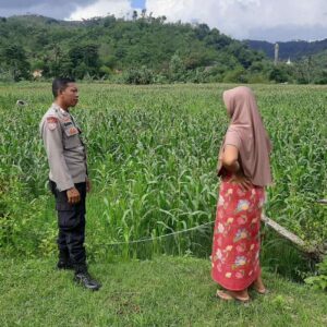Petani Jagung Sekotong Timur Didampingi Polri, Ini Komitmen Polsek Lembar