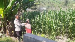 Dukung Program Pangan, Polri Kunjungi Lahan Jagung di Lembar