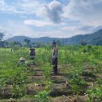 Dukung Pangan Nasional, Polisi Aktif Dampingi Petani Lembar