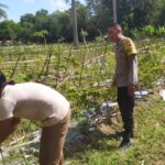 DDS Bhabinkamtibmas Sekotong Perkuat Ketahanan Pangan Desa