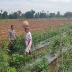 Ketahanan Pangan di Desa Binaan, Bhabinkamtibmas Polsek Woha Laksanakan Pengecekan Lahan Tomat Warga