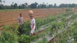 Ketahanan Pangan di Desa Binaan, Bhabinkamtibmas Polsek Woha Laksanakan Pengecekan Lahan Tomat Warga