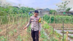 Bhabinkamtibmas Desa Tapir Dampingi Pengelolaan Pekarangan Pangan Bergizi, Dukung Program Asta Cita Swasembada Pangan