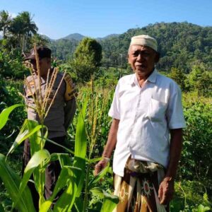 Bhabinkamtibmas Mareje Timur Kawal Produksi Jagung Demi Pangan Nasional